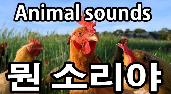 한국/미국 동물들 소리 어떻게 다를까?