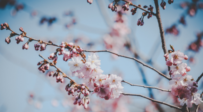 봄날에 대해 이야기하며 영어로 맞장구 치기