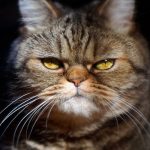 ‘왜 이렇게 까칠해?’ 영어로 말하면